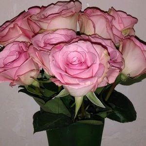 Meet your Posher, Natasha